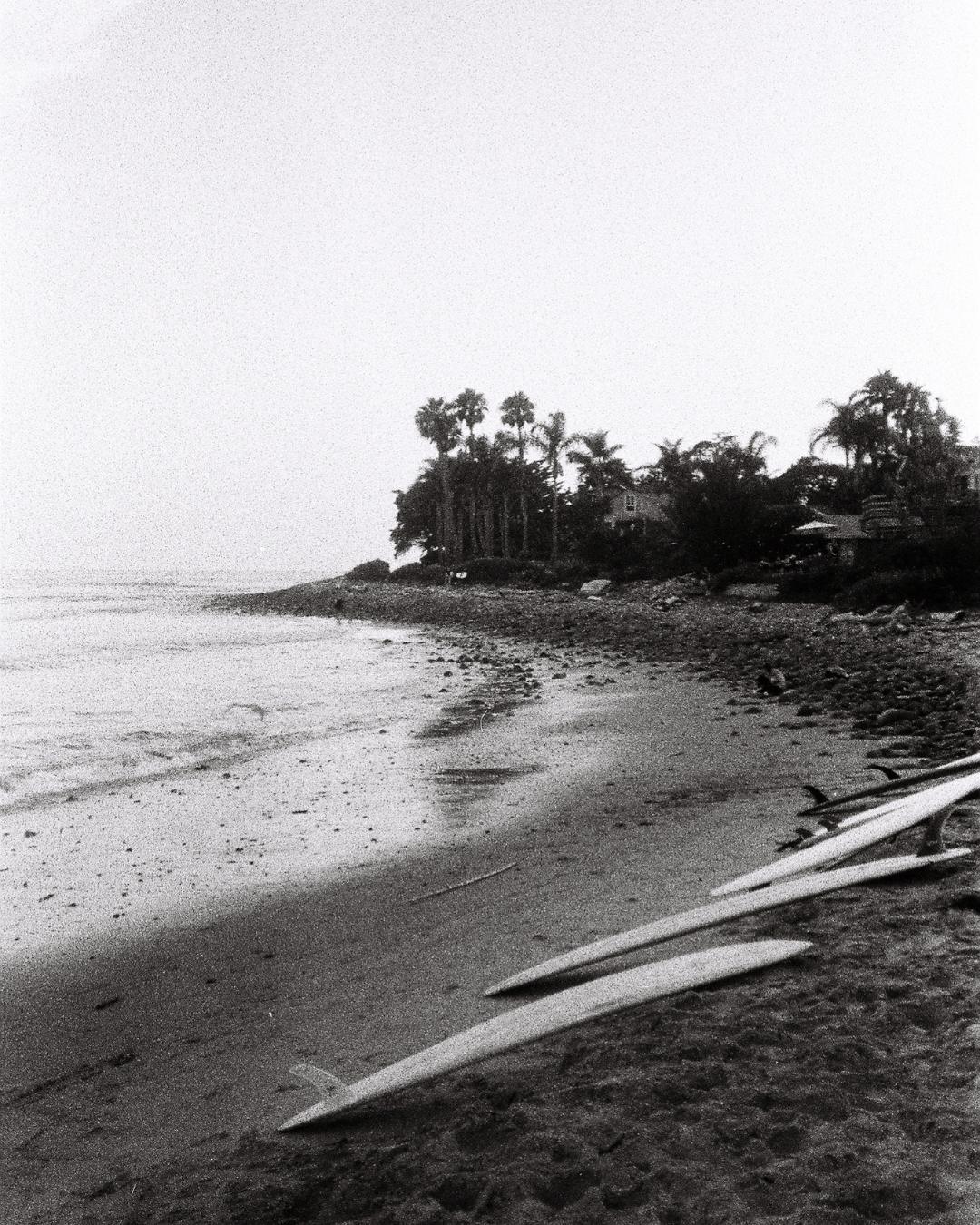 Surfboards on the sand below a stand of palms